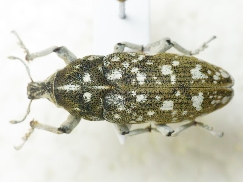 Lixinae